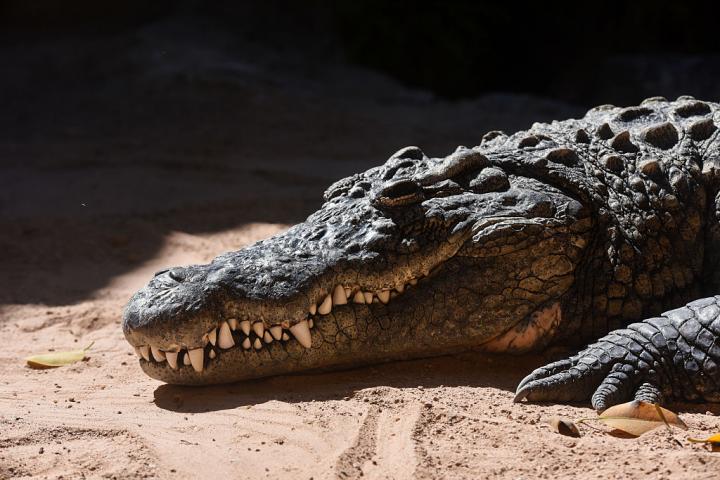 Un ejemplar de cocodrilo del Nilo, fotografiado en el Bioparc de Valencia, el 25 de septiembre de 2025.