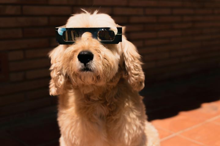 Un perro con gafas de eclipse.