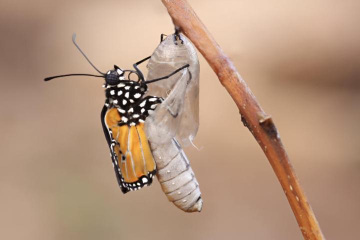 Una mariposa sailendo de su capullo tras haber completado su proceso de metamorfosis