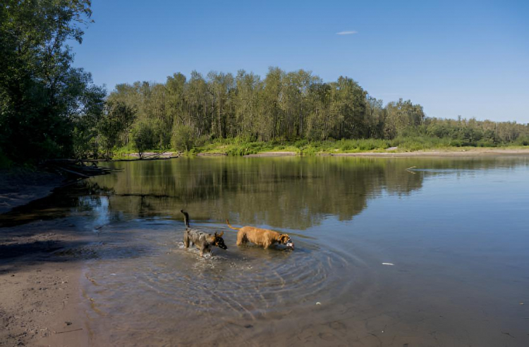Unos perros bañándose en el delta del río Sandy, en Portland