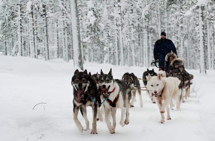Varios perros tirando de un trineo en Rovaniemi, Laponia