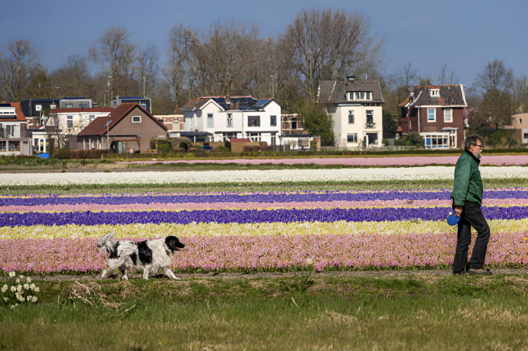 Una mujer paseando a su perro en un campo de flores, en Ámsterdam