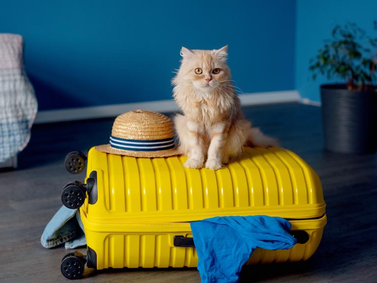 Un gato se sienta sobre la maleta listo para ir de vacaciones.