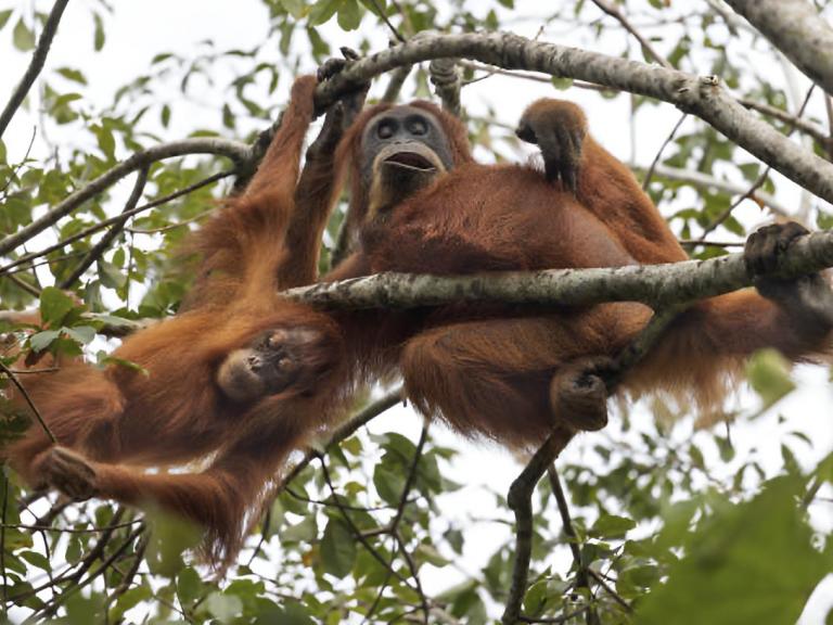 Dos ejemplares de orangután de Tapanuli, en el norte de Indonesia