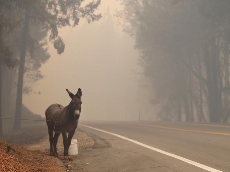 Imagen de archivo de un burro en un incendio.