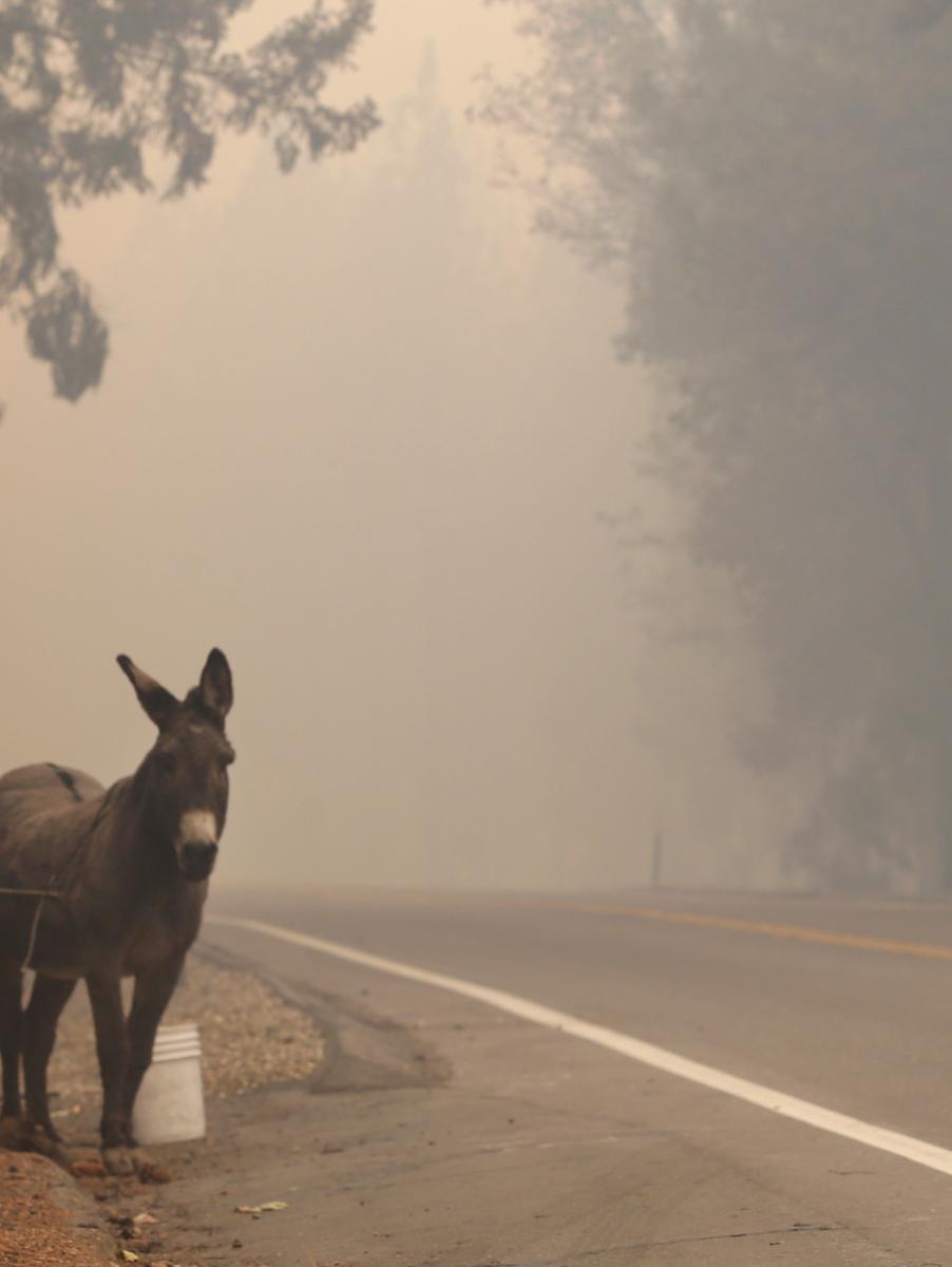 Imagen de archivo de un burro en un incendio.