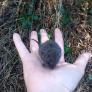 Una influencer argentina acaricia a uno de los ratones que transmite el hantavirus: "Yo solo ví un bicho muy cute"