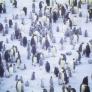 Los científicos coinciden: quedan menos de 600.000 pingüinos emperador en el planeta y eso dice mucho de "la realidad del cambio climático"