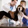 La red de clínicas veterinarias MiVet refuerza el bienestar emocional de sus equipos veterinarios