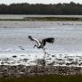 Ya es oficial: la UE da luz verde al mayor proyecto ecologista de la historia en España para blindar 26.200 hectáreas de humedales con una inversión de 29,7 millones de euros