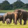 Los científicos coinciden: preservar la vejez de hipopótamos, elefantes y ballenas ayuda a conservar las especies por un concepto inesperado
