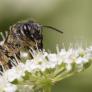 Redescubren en Irlanda una especie de abeja que se creía prácticamente extinguida desde hace 26 años