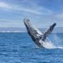 Las olas de calor también afectan a los ecosistemas marinos: las ballenas permanecen más en silencio y los científicos tratan de comprender por qué