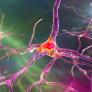 Científicos imprimen neuronas artificiales que activan células cerebrales de ratones: las pruebas abren la puerta a implantes que recuperen audición, visión y movimiento