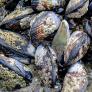 Marion, bióloga, ante sus mejillones muertos por el calor del Mediterráneo: "Mueren de agotamiento. A estas temperaturas ya no se mueven, respiran mucho, pierden energía"