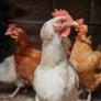 El Gobierno cambia las normas: tener gallinas para autoconsumo sin registrarlas es una infracción con multas de hasta 3.000 euros