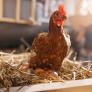 Iluminar el interior de huevos sin eclosionar podría permitir revelar el sexo de los pollos para evitar su sacrificio