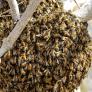 "No podía ni abrir la ventana de la habitación": regresa de vacaciones y se encuentra en casa una colonia de abejas