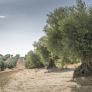 El olivar regenerativo gana 1.340 euros netos por hectárea frente a los 467 del convencional: el primer estudio científico en España confirma que la alternativa ecológica es más rentable
