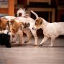Tres perros recorren 4.000 kilómetros buscando pareja: es el viaje más largo registrado en la historia de África