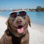 Experto en adiestramiento canino: "Si tu perro sufre un golpe de calor nunca lo mojes con agua helada"