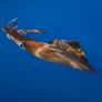 El cambio climático ha cambiado para siempre la fauna del Mar del Norte y los pescadores de Países Bajos ya lo notan: no paran de sacar calamares