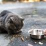 Una vecina lo denuncia por salir cada mañana de casa "con una copa en la mano" y la policía descubre la verdad: era el desayuno de un gato callejero