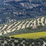Rosario Minchón, productora de aceite en Jaén: "En España el agua es el primer problema y el suelo, el segundo, y llevamos décadas perdiendo ambos"