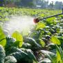 Los expertos coinciden: casi la mitad de los agricultores del mundo sufre cada año una intoxicación aguda por pesticidas