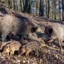 Descubren que los jabalíes prefieren dañar los cultivos agrícolas más en verano y otoño