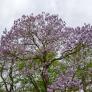 Este árbol crece increíblemente rápido y transforma tu jardín en un oasis incluso con temperaturas de 40 °C
