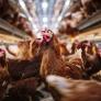 1.600 euros más al mes solo en pienso: así golpea la guerra a una granja de huevos canaria con 62 años y 20.000 gallinas