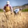 50.000 variedades autóctonas y 3.000 solo de trigo: el banco nacional de semillas guarda en Alcalá de Henares lo que la agricultura industrial descartó y ahora es clave contra el cambio climático