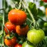 Una IA que escucha a los tomates: el atlas sonoro creado en Valencia ya detecta cuándo una planta tiene sed o sufre un ataque de insectos