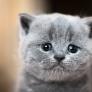 Japón vuelve a hacerlo: a punto de aprobarse un tratamiento para la insuficiencia renal crónica en gatos