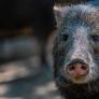 Multas de hasta 750 por dar comida a los jabalíes en una ciudad malagueña para frenar la población: "Se han convertido en un problema de salud pública y de seguridad"