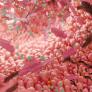 Un giro en la biología del envejecimiento: estas partículas del intestino no solo reflejan la edad, sino que podrían provocar la inflamación que la acompaña