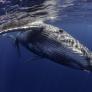 De Australia y Brasil: el viaje documentado de dos ballenas jorobadas más largo de la historia que pone en valor la ciencia ciudadana