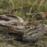 Una pareja se gana la vida cazando pitones en Florida: 50 dólares por serpiente, 30 por hora y un bonus de 1.000 al que más cace