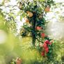 Los horticultores coinciden: no hay que adaptar los manzanos al clima futuro, sino hacerlos adaptables a uno imprevisible para que sobrevivan