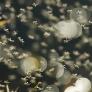 Por qué los mosquitos pican más a unos que a otros: el grupo sanguíneo 0 positivo, el CO₂ y la forma de sudar son las claves