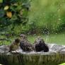 Si oyes cantar a los pájaros en tu casa o jardín durante el día, esto es lo que significa
