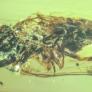 Pesan seis veces más que toda la humanidad: el gigantesco mundo de hongos enterrado bajo el suelo que mantiene fría la Tierra
