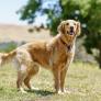 Los golden retriever comparten con los humanos genes que explican emociones y comportamientos como la ansiedad o la depresión, según un macroestudio científico