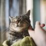 Los investigadores coinciden: tras analizar a más de 280 gatos, esta es la razón por la que hay razas que ronronean menos