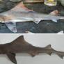Avistan por primera vez en cinco décadas una rara especie de tiburón que se creía extinguida por la sobrepesca