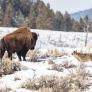 El parque de Yellowstone acapara la atención científica por los lobos que han cambiado por completo el paisaje