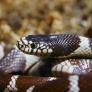 La llegada de una serpiente invasora a este rincón de España activa el auge de plagas de chinches
