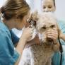 Andalucía introduce una deducción fiscal por gastos veterinarios: en qué consistirá y cuáles serán las condiciones