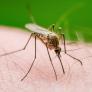 Por qué los mosquitos te pican más a ti: la ciencia lo explica y no es por tener la sangre más dulce, sino por tu olor y hasta la cerveza
